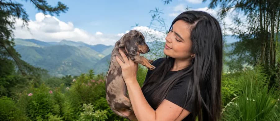 Cachorro Teckel — Criadero Perros Salchicha, El Retiro Antioquia
