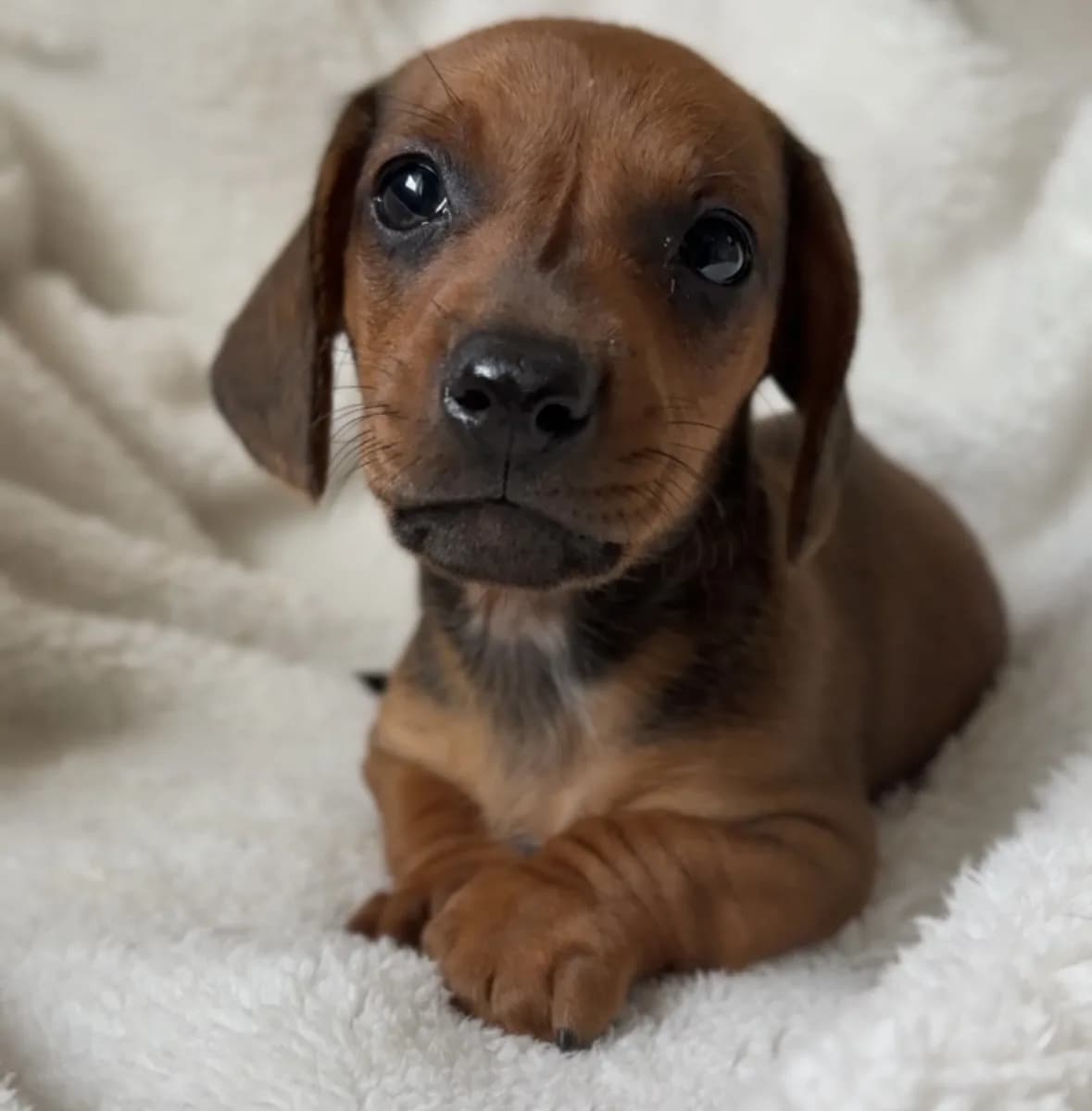 Cachorro Teckel en Colombia
