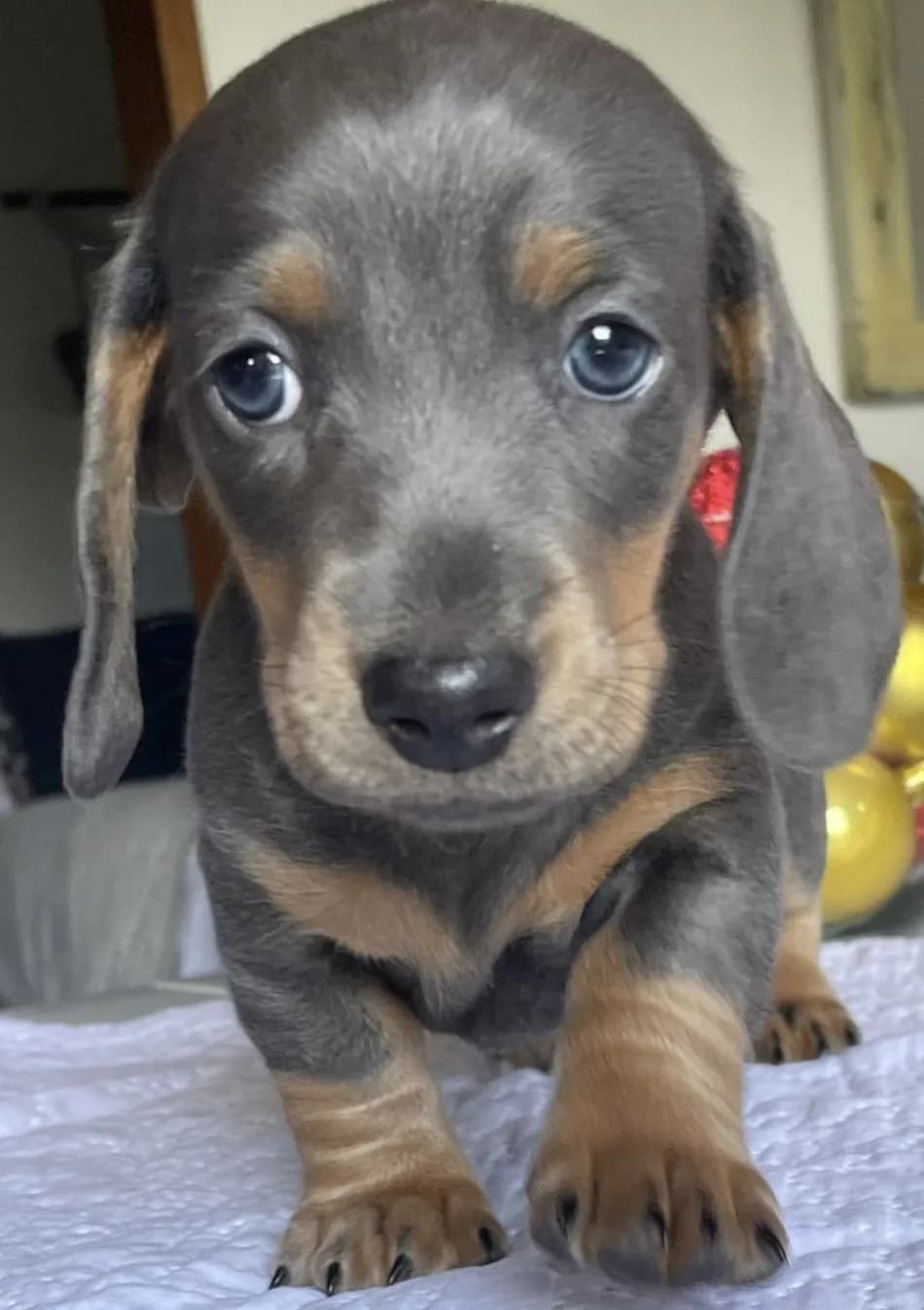 Cachorro Teckel en Colombia