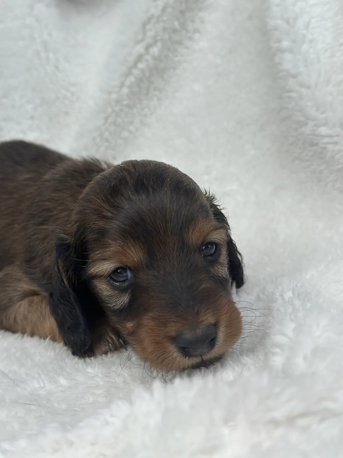 Cachorro Teckel en Colombia