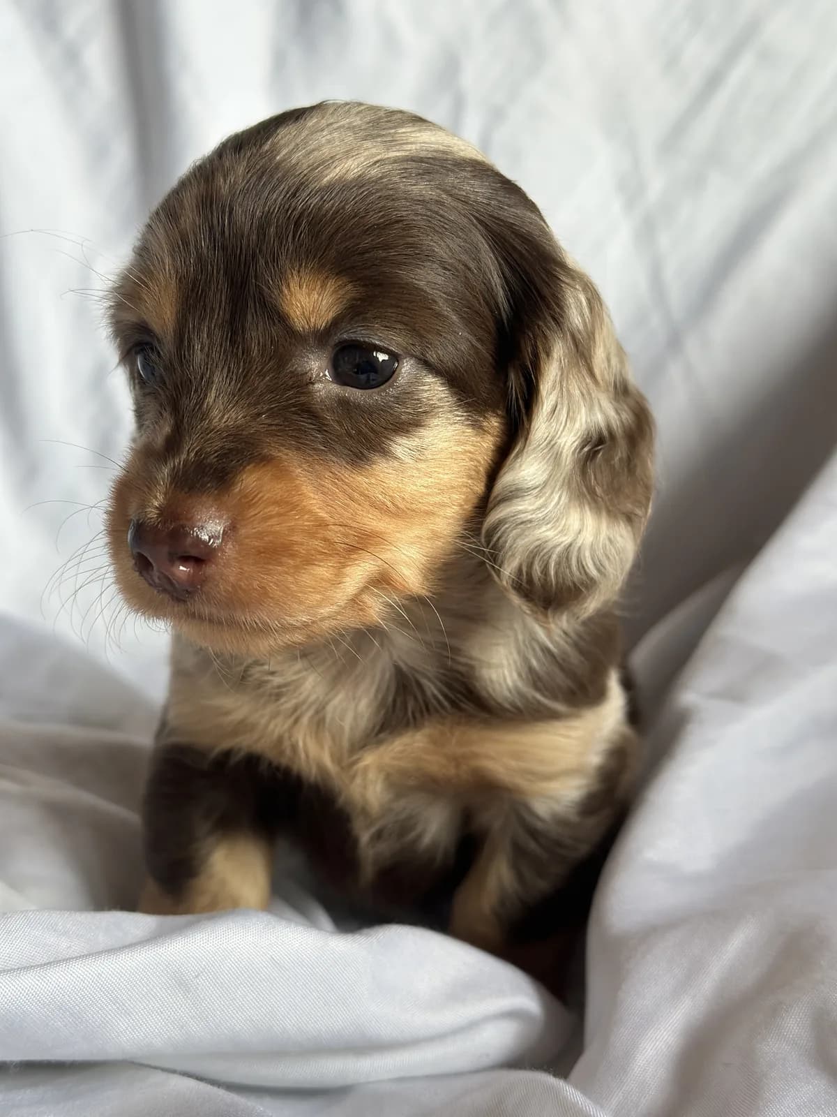 Cachorro Teckel en Colombia