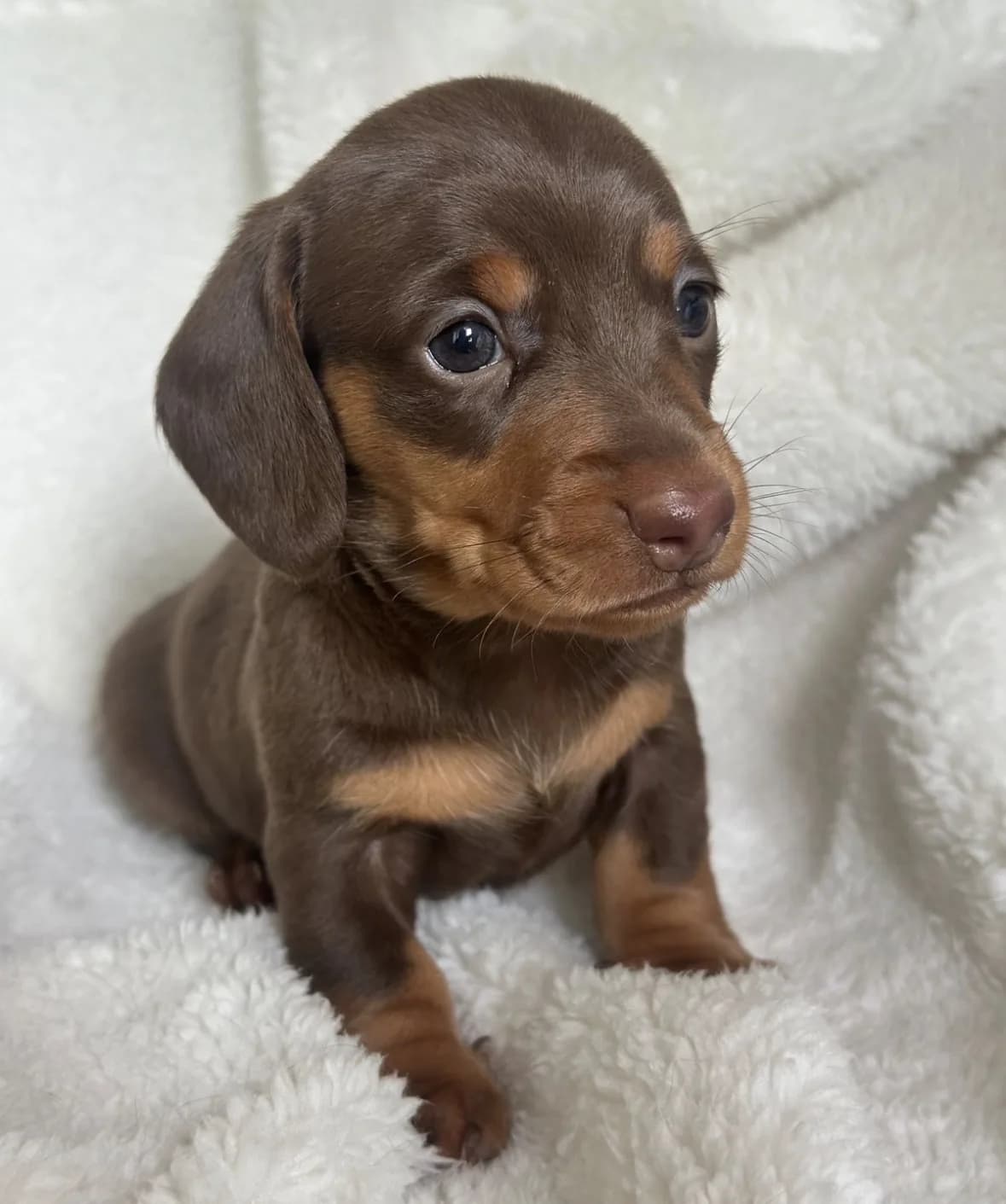 Cachorro Teckel en Colombia