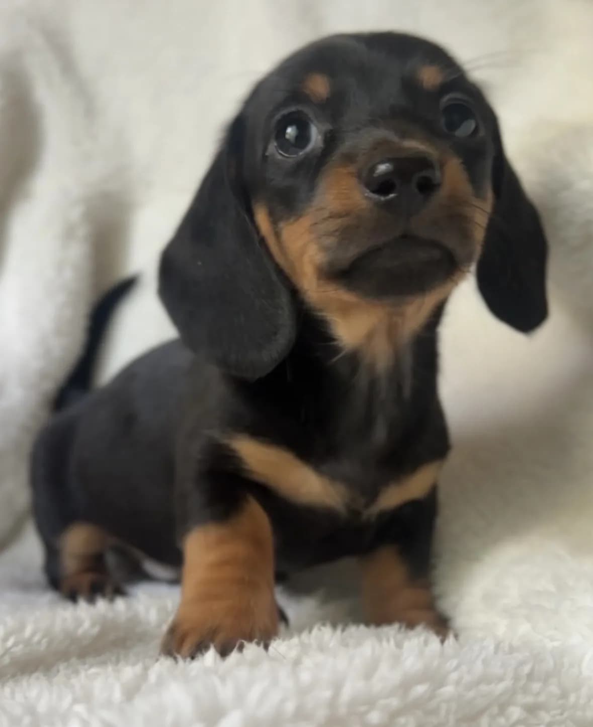 Cachorro Teckel en Colombia
