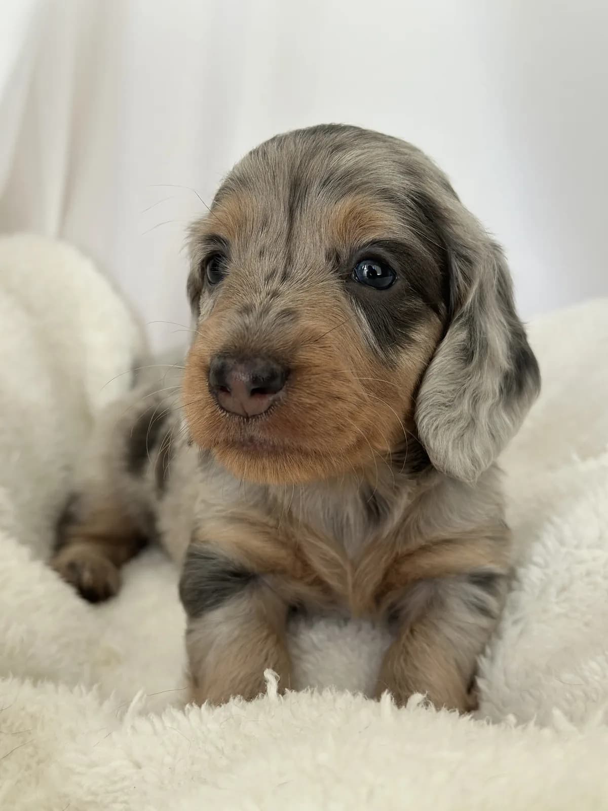 Cachorro Teckel en Colombia