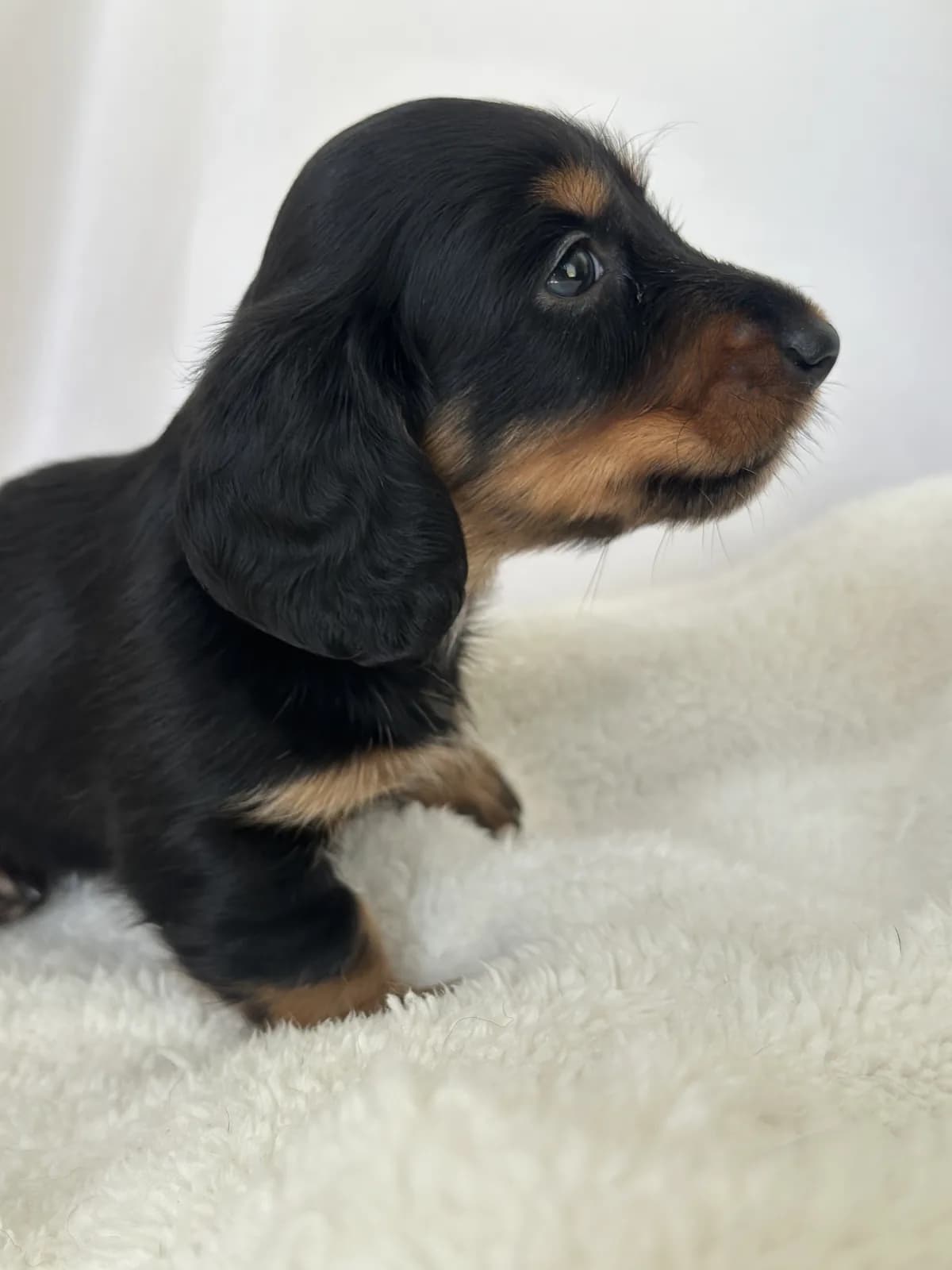 Cachorro Teckel en Colombia