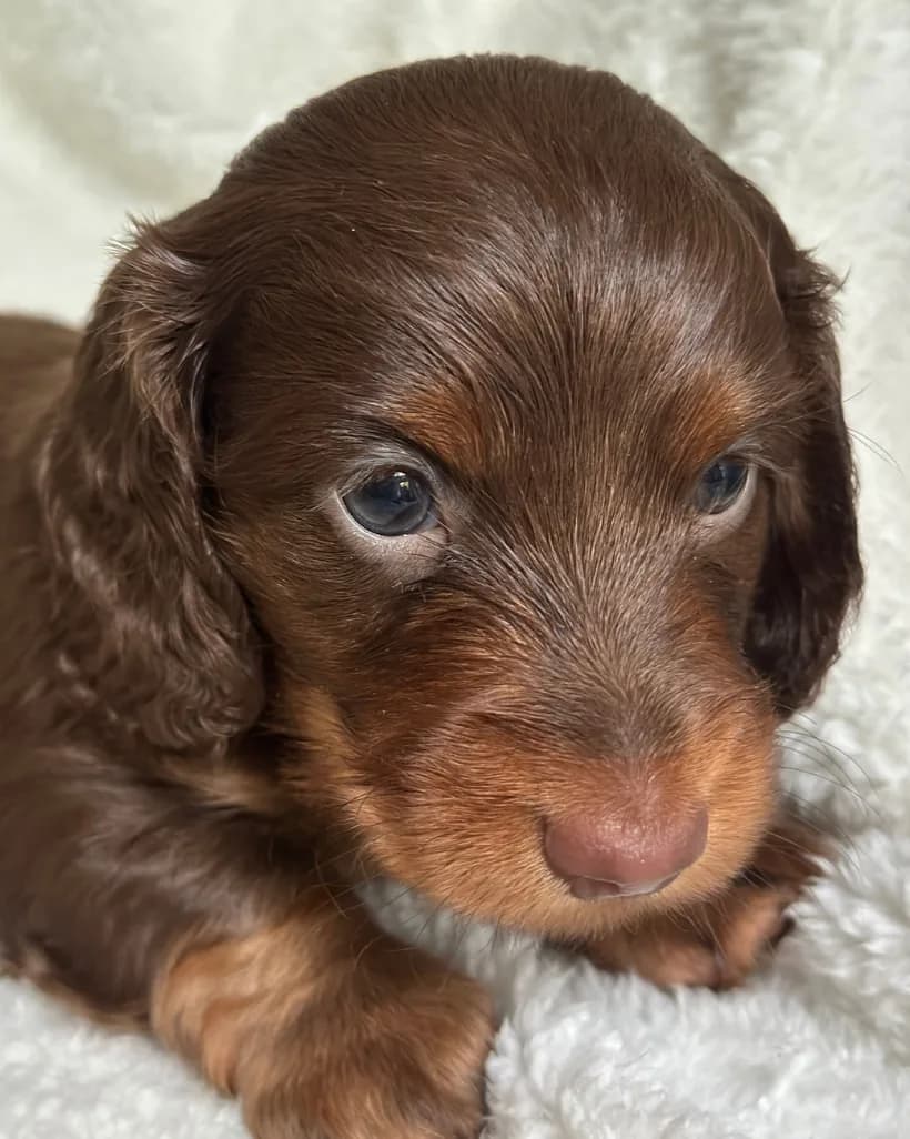 Cachorro Teckel en Colombia