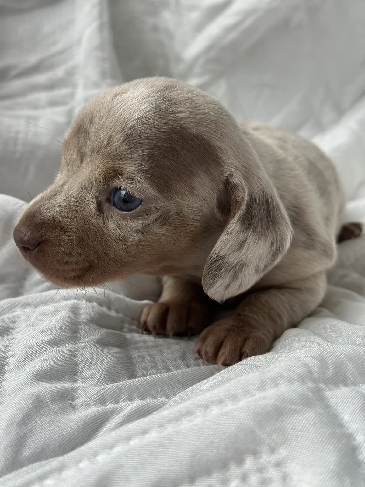 Cachorro Teckel en Colombia