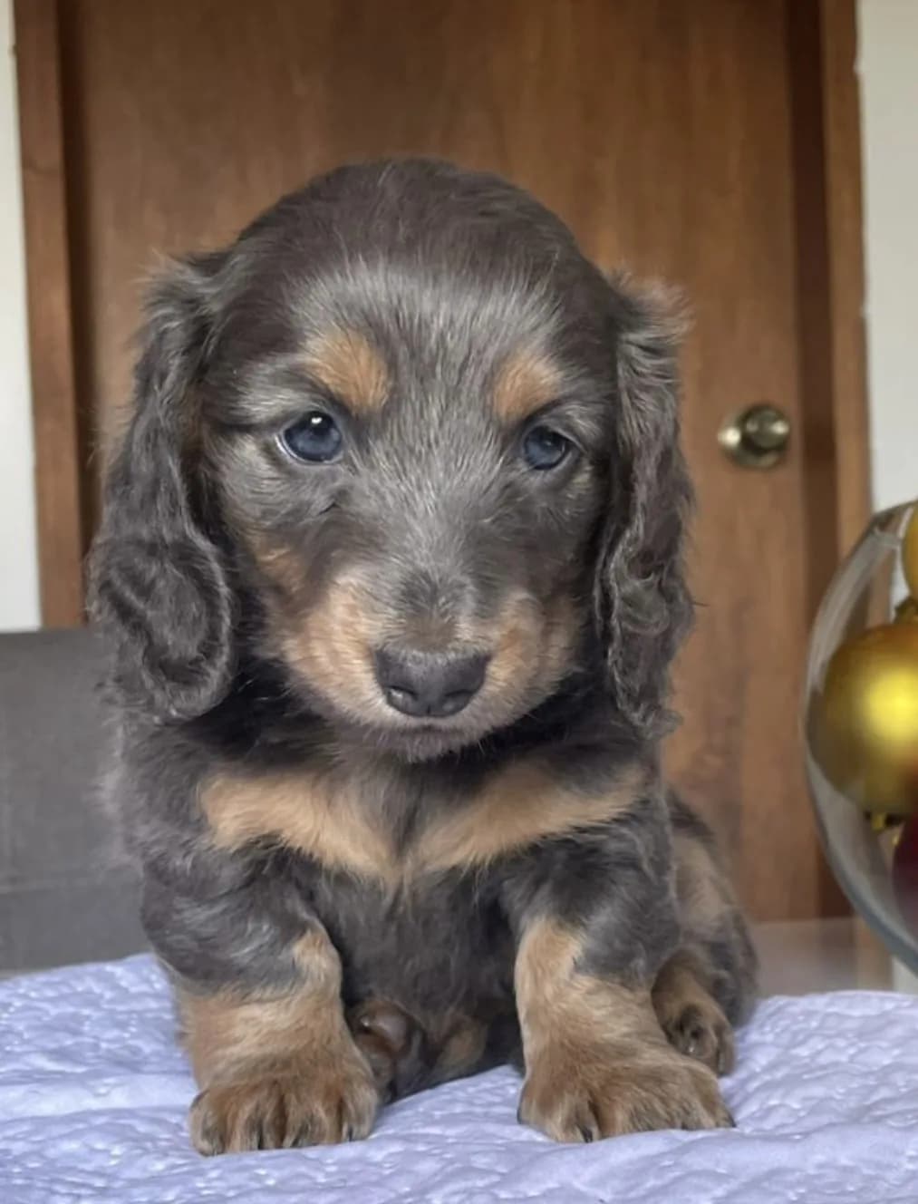 Cachorro Teckel en Colombia