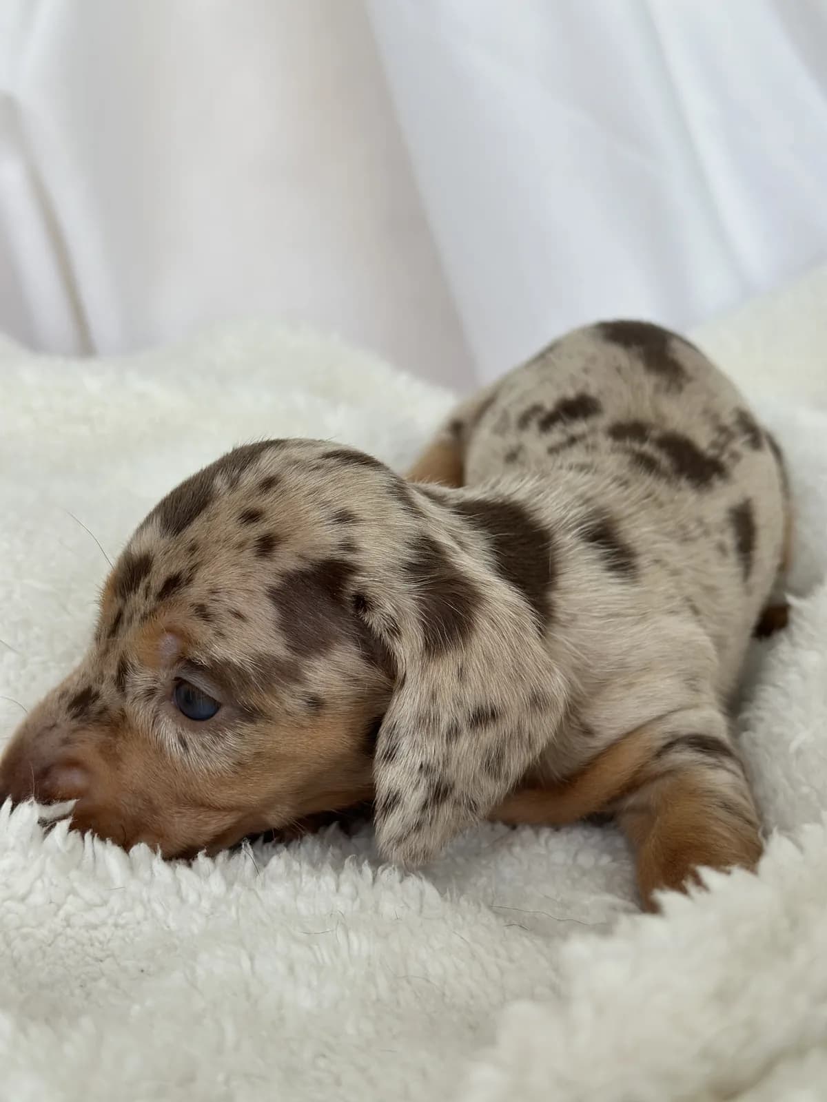 Cachorro Teckel en Colombia