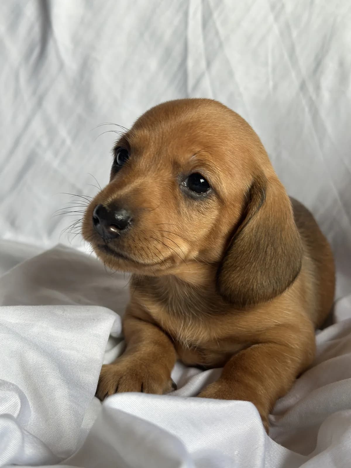 Cachorro Teckel en Colombia
