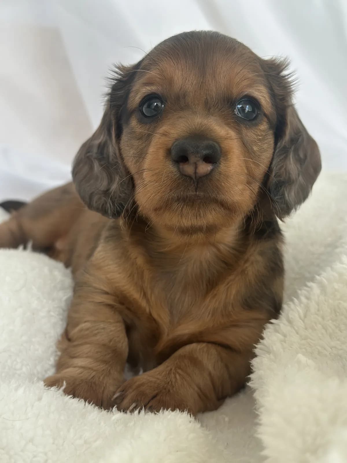 Cachorro Teckel en Colombia