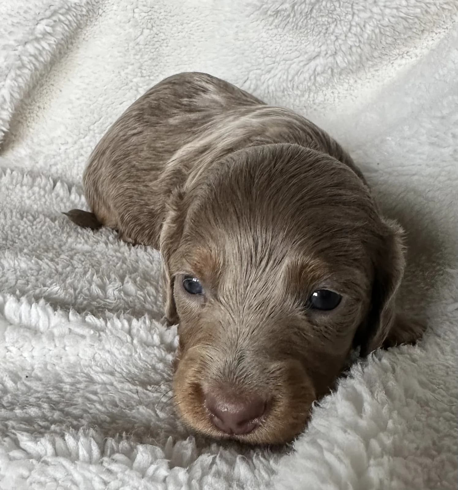 Cachorro Teckel en Colombia