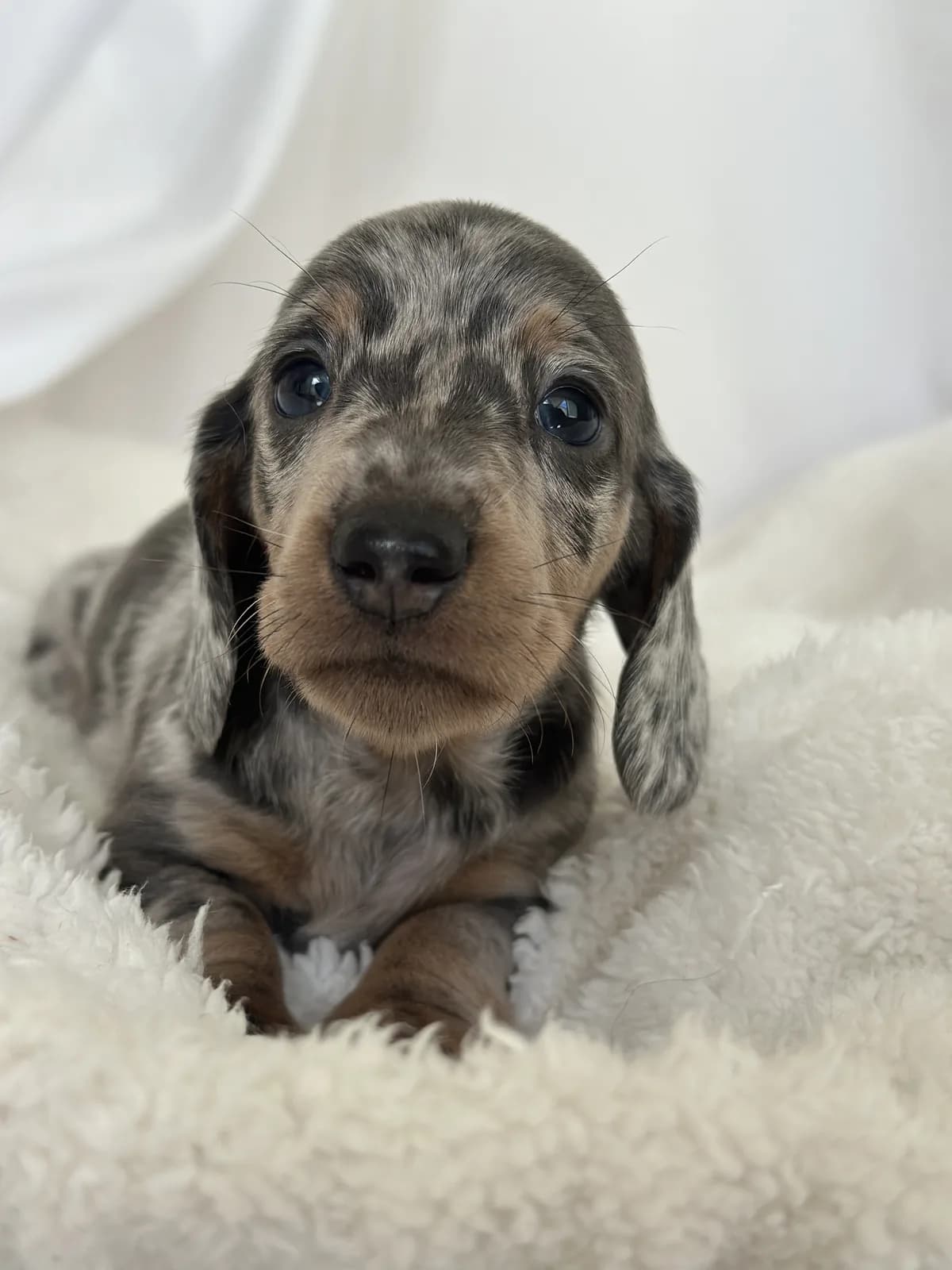 Cachorro Teckel en Colombia