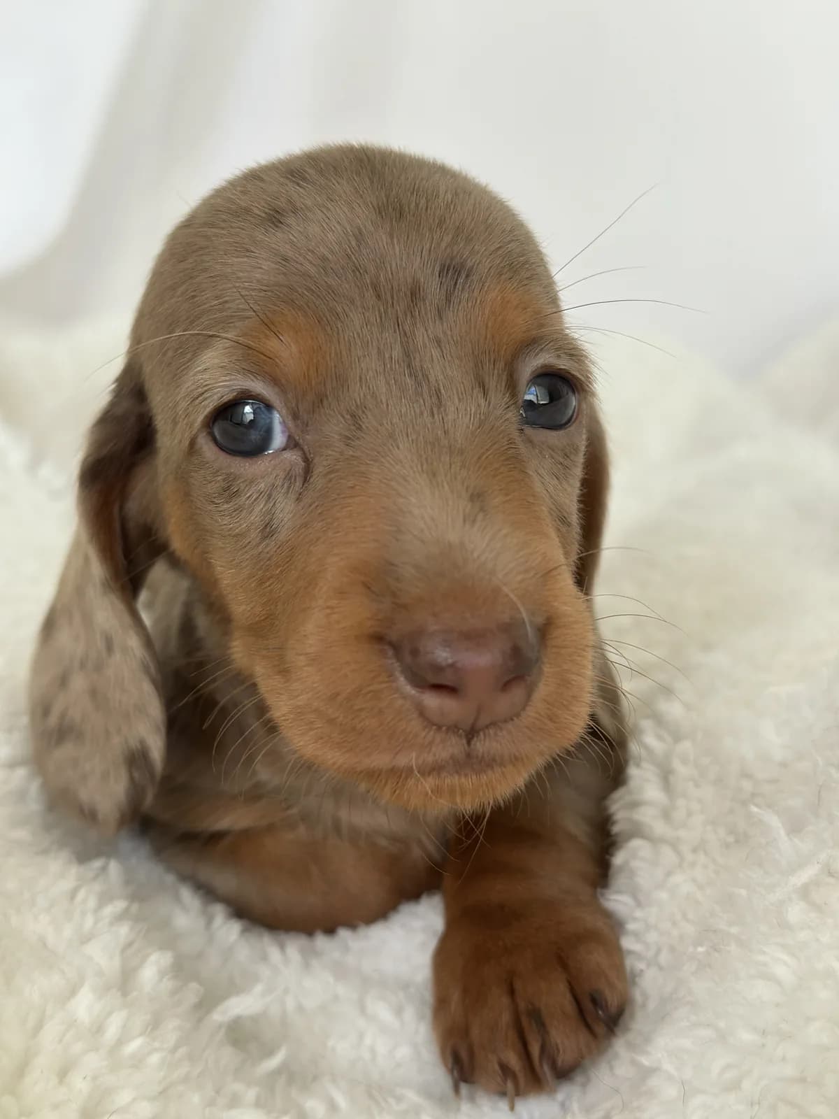 Cachorro Teckel en Colombia