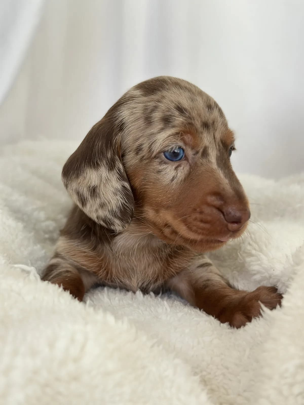 Cachorro Teckel en Colombia
