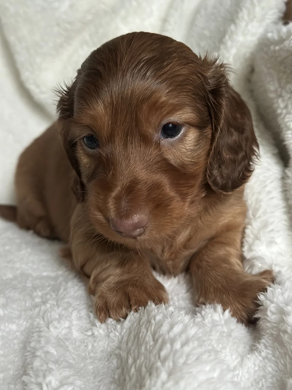 Cachorro Teckel en Colombia
