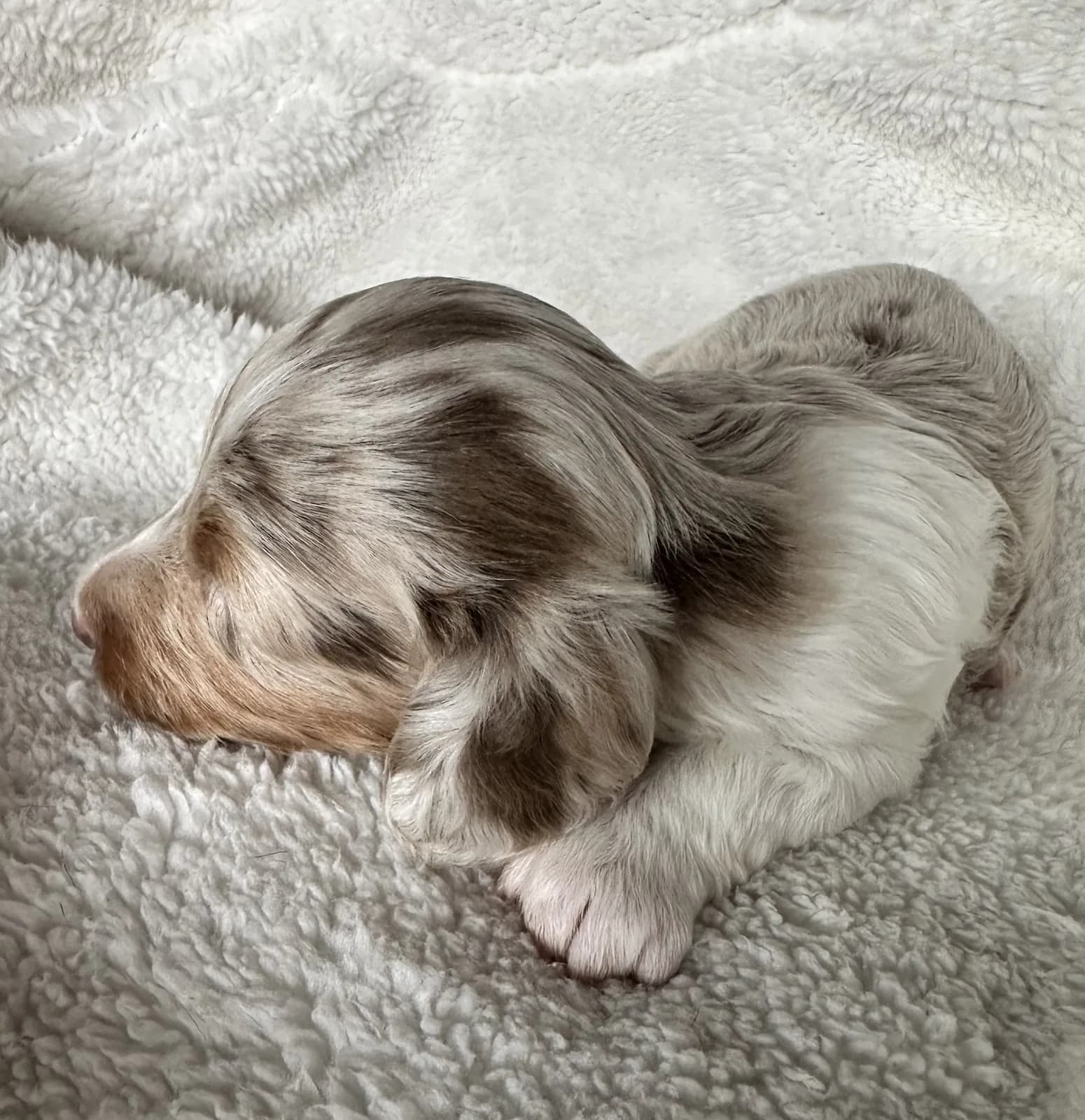 Cachorro Teckel en Colombia