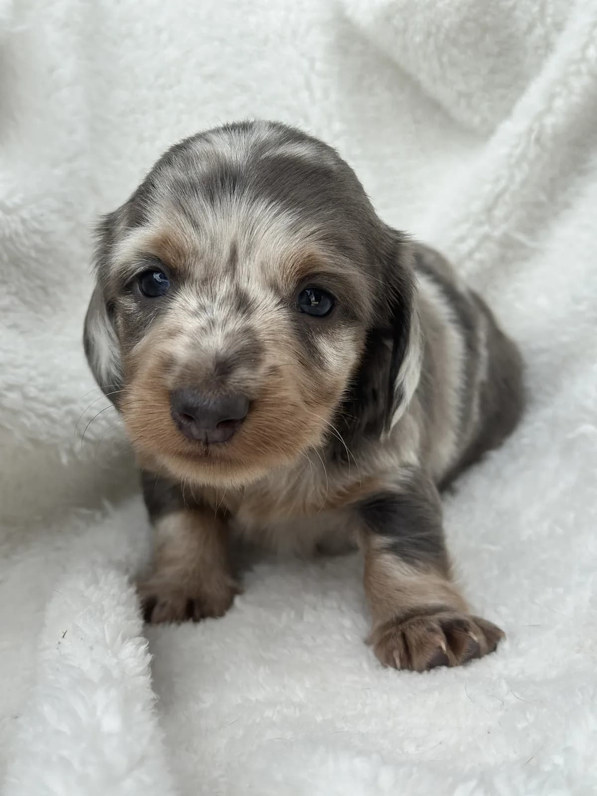 Cachorro Teckel en Colombia
