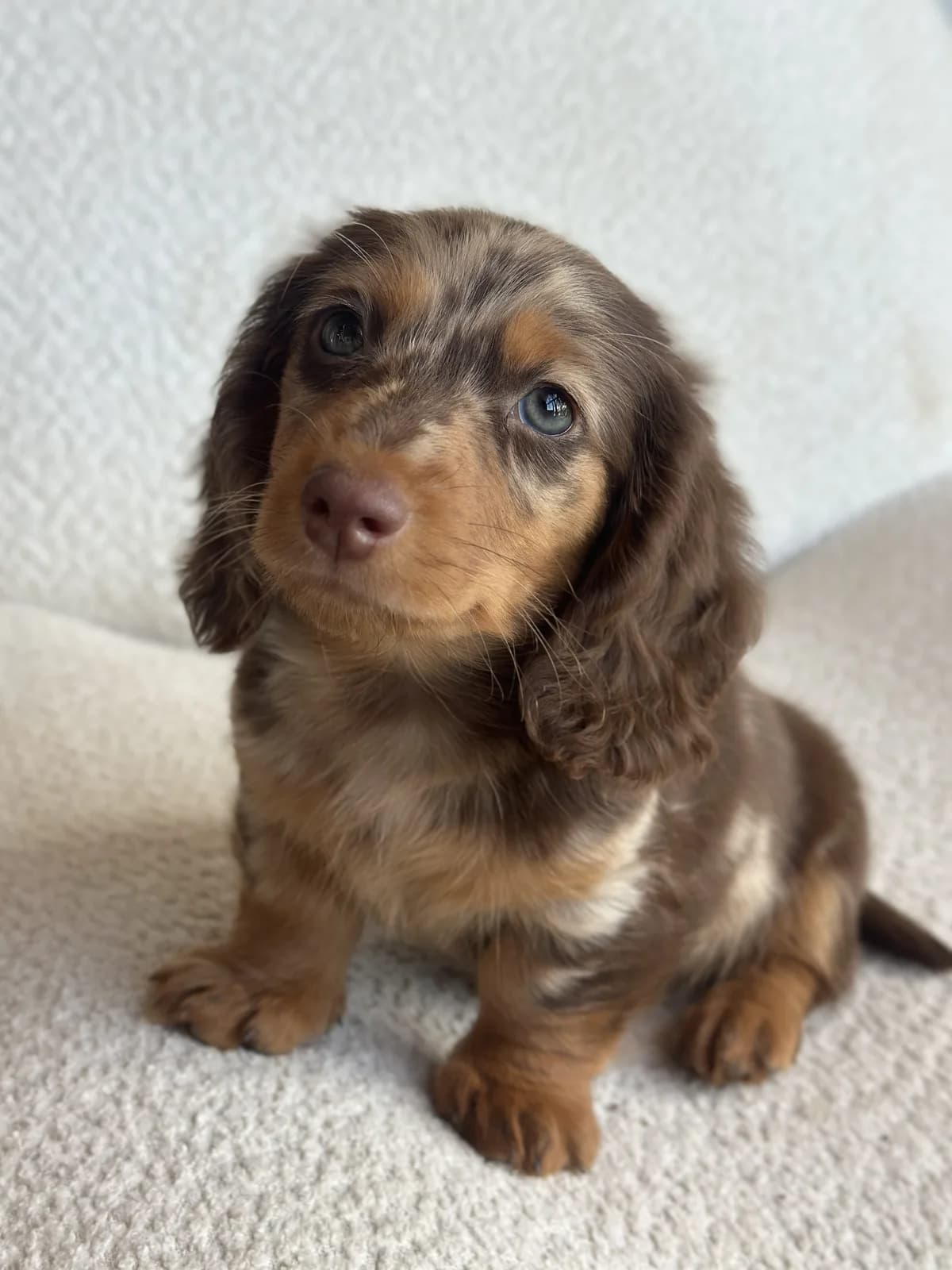 Cachorro Teckel en Colombia