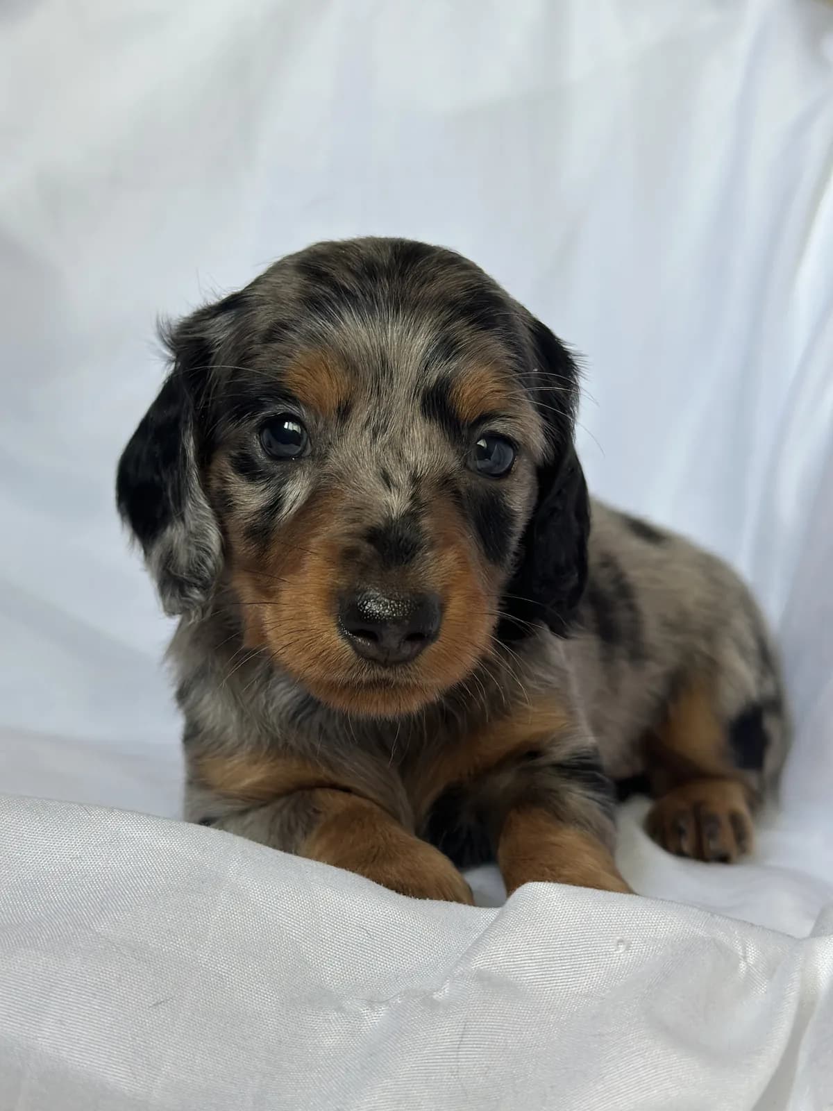 Cachorro Teckel en Colombia