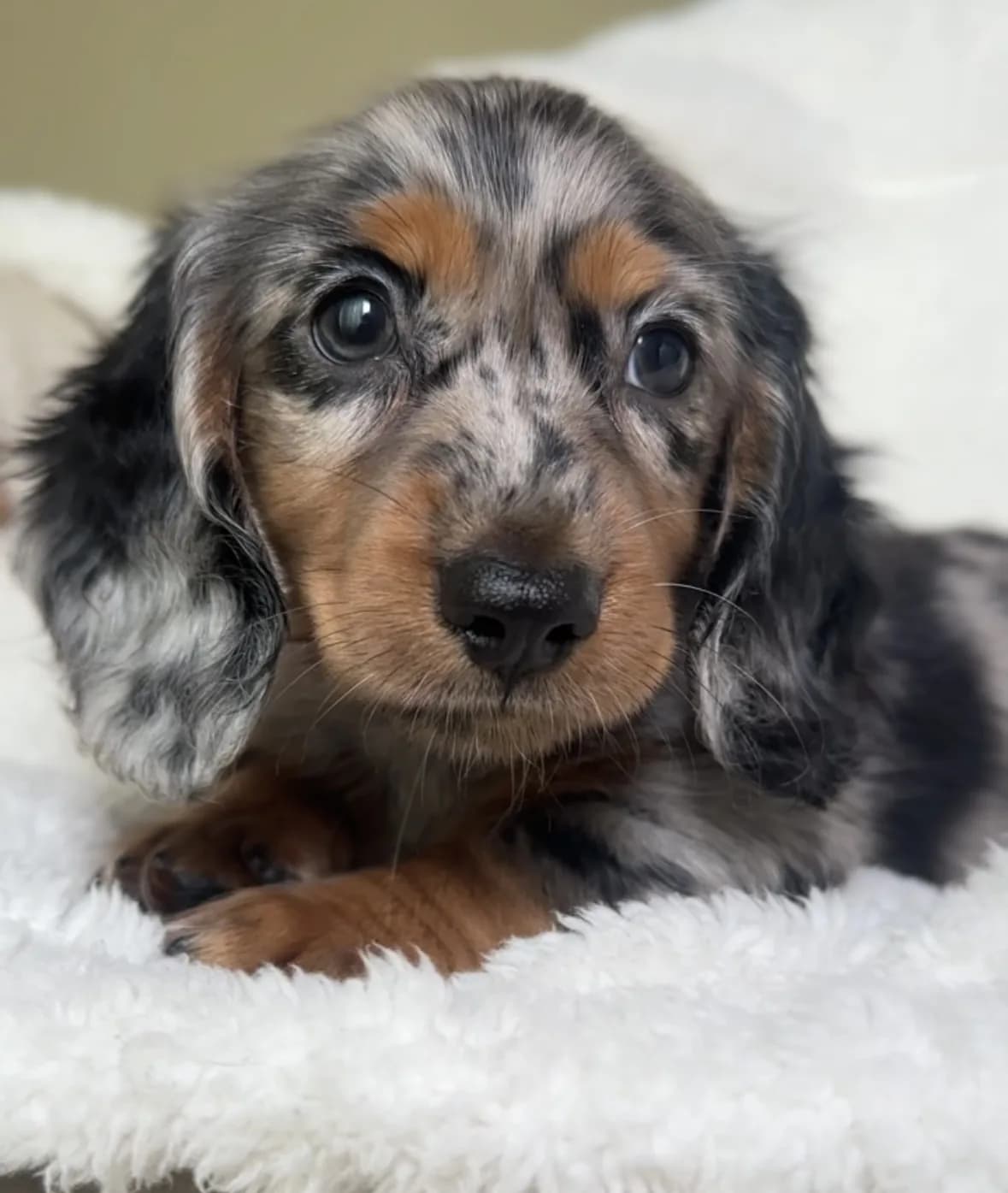 Cachorro Teckel en Colombia