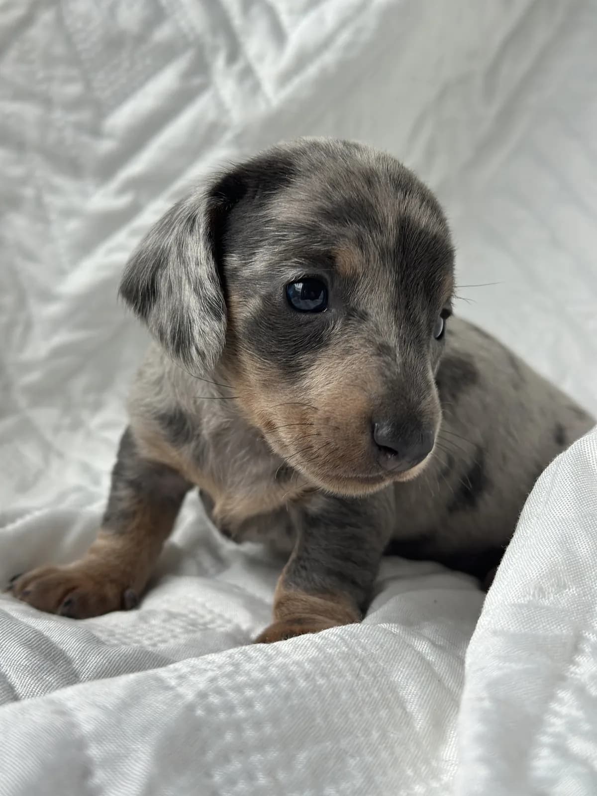 Cachorro Teckel en Colombia