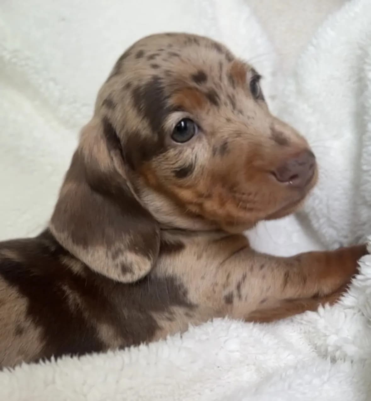 Cachorro Teckel en Colombia